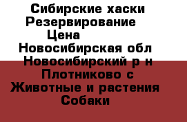 Сибирские хаски (Резервирование)  › Цена ­ 25 000 - Новосибирская обл., Новосибирский р-н, Плотниково с. Животные и растения » Собаки   